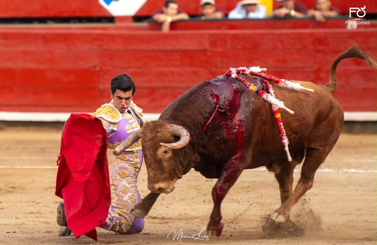 Matador de lila y oro arrodillado en la arena con la muleta roja al toro castaño en Acho