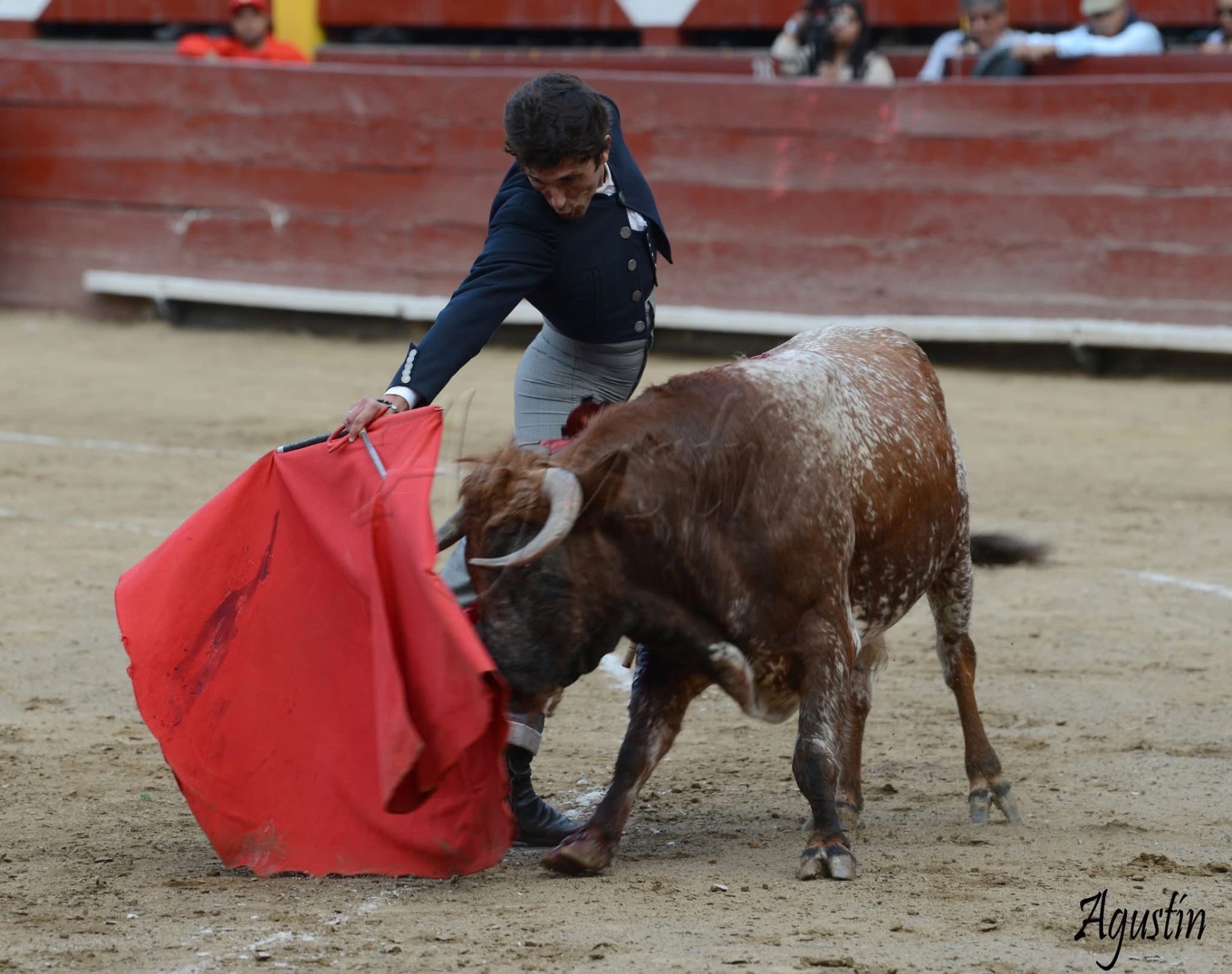 Natural a un toro colorado en el Festival de Gala