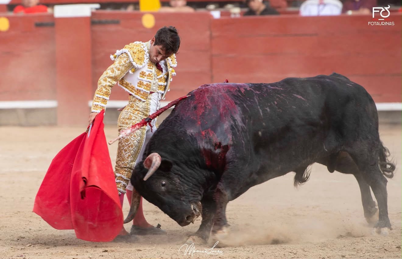 Torero de blanco y oro torea con la muleta roja al toro negro en Acho