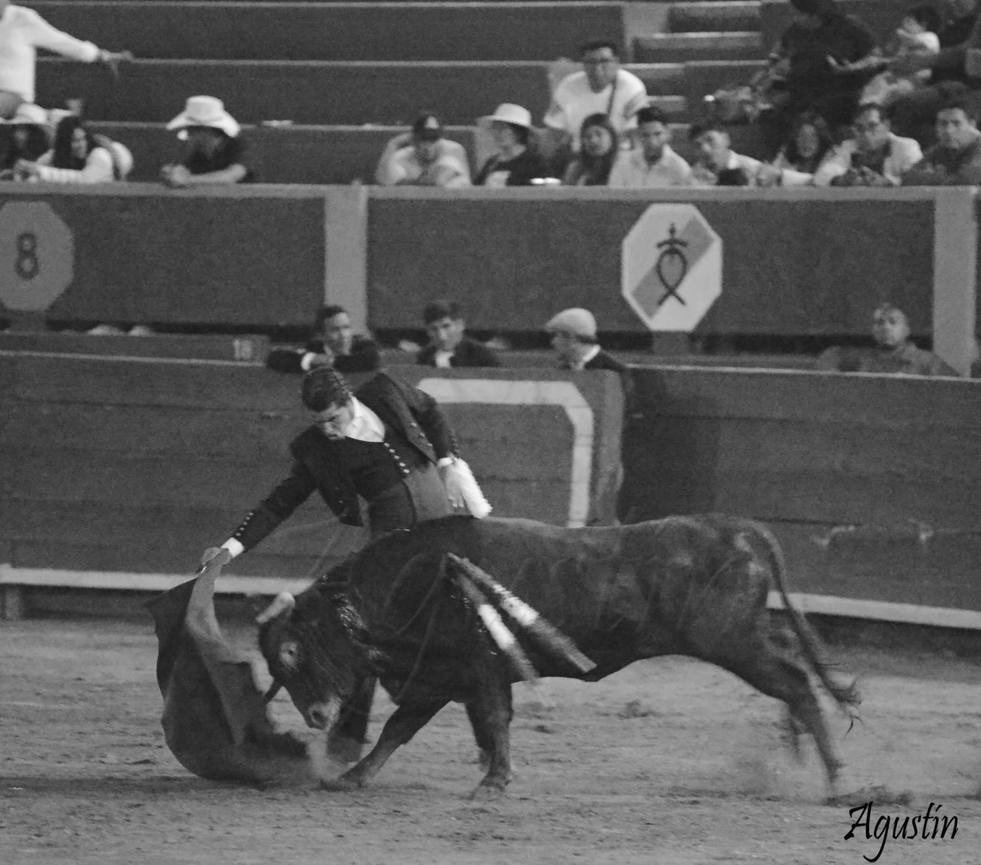 Pase de muleta al toro en blanco y negro