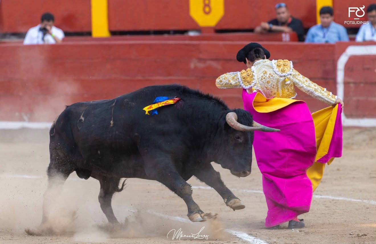 Torero de espaldas cita con el capote fucsia y amarillo al toro negro en Acho